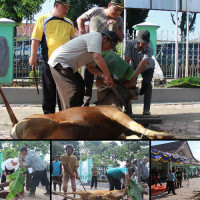 Kemenag Rejang Lebong Sembelih 9 Ekor Sapi Qurban