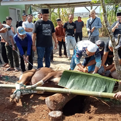 Idul Adha 1444 H/2023 M Kantor Kementerian Agama Kabupaten Lebong Tahun Ini Qurban 5 Ekor Sapi