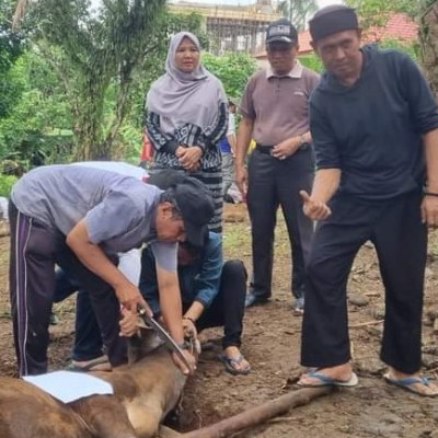 Kantor Kemenag Kota Bengkulu Laksanakan Penyembelihan 7 Ekor Hewan Qurban