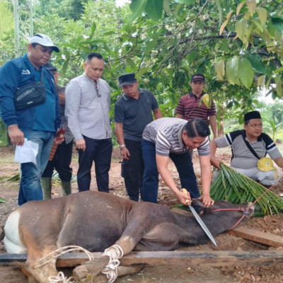 Meski Diguyur Hujan, Penyembelihan Hewan Kurban Kemenag Benteng Tetap Berlangsung Antusias