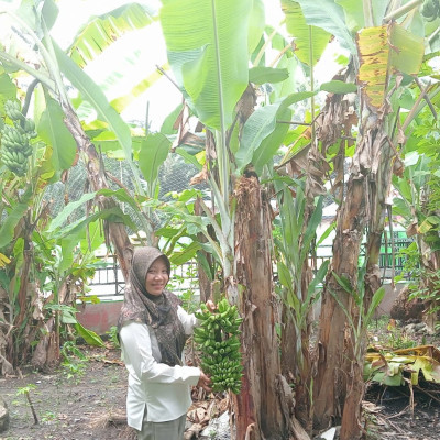 Kreatif, KUA Kecamatan Air Periukan Manfaatkan Pekarangan KUA sebagai Lahan Bercocok Tanam