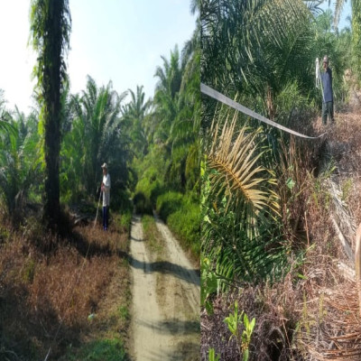 Bersama Ketua Nazhir Wakaf Kebun Sawit MDTA Darussalam, PAI-F KUA Kecamatan Air Periukan Ukur Tanah Lahan