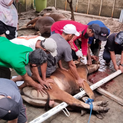 Keluarga Besar MTsN 1 Kota Bengkulu Qurban 4 Ekor Sapi