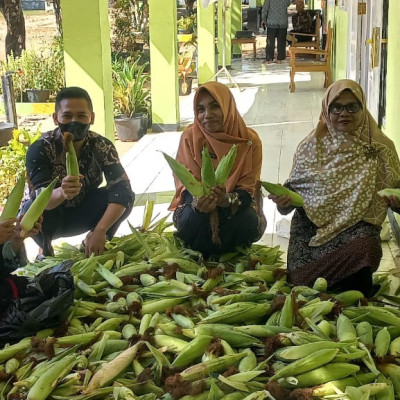 Siswa MTsN 5 Mukomuko Panen Jagung Hasil Pembelajaran Prakarya dan Kewirausahaan