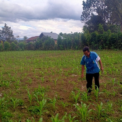 Semangat Produktifitas KUA Manfaatkan Lahan Kosong Untuk Bercocok Tanam