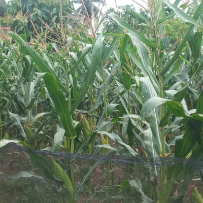 Memanfaatkan lahan kosong siswa MTsN 5 Mukomuko bersiap Panen jagung Manis