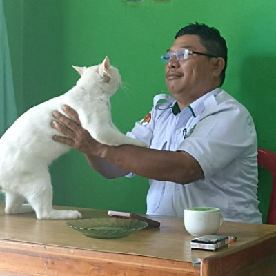 Ini Manfaat Luar Biasa Memelihara Kucing Dalam Pandangan Islam, Bisa  Menenangkan Jiwa