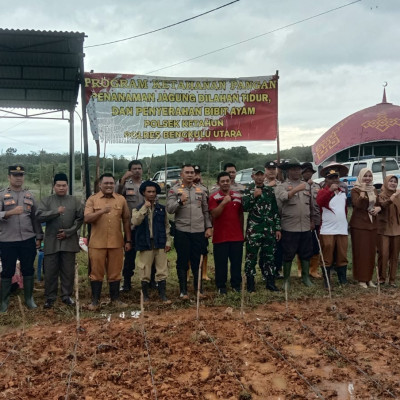 Penuh Antusias Kepala KUA Ketahun Ikuti Kegiatan Penanaman Jagung Serentak