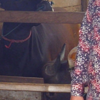 Panitia Qurban Kemenag Rejang Lebong Beli Sapi Qurban