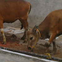 Ka.KUA Curup Selatan: Qurban Membentuk Solidaritas Sosial