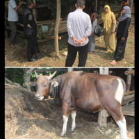 Kasubag TU Bersama Panitia Qur’ban Periksa Hewan Qurban