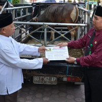 Ka.Kanwil Kemenag Bengkulu Serahkan 4 Sapi Qurban