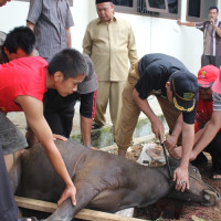 Kemenag Kota Bengkulu Potong Hewan Kurban 2 Ekor Sapi