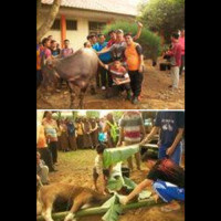 MAN Arga Makmur Sembelih 3 Ekor Hewan Kurban