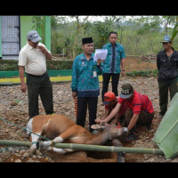 Kemenag Lebong Kurban 3 Ekor Sapi