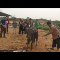 Kepala MI Sekayun Ikuti Pemotongan Hewan Qurban Kemenag Benteng