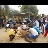 MTsN 2 Kota Bengkulu Bagikan Hewan Qurban 