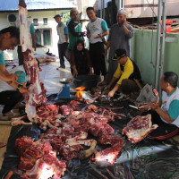 Kemenag Kota Bengkulu Laksanakan Penyembelihan Hewan Qurban 