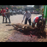 Pelaksanaan Qurban 2017 dipusatkan di Kantor Kemenag Rejang Lebong