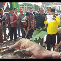 Kemenag. RL. Qurban Delapan Ekor Sapi