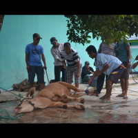 Kantor Kemenag Kab. Lebong Berkurban 5 Ekor Sapi