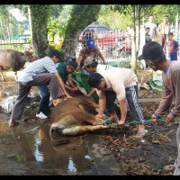 Ka KUA Curup Selatan Koordinir Penyembelihan Hewan Kurban