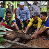 Kemenag Kota Bengkulu Maknai Qurban Dengan Kebersamaan