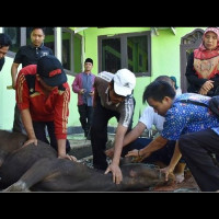 Kantor Kemenag Kota Bengkulu Potong 9 Ekor Hewan Kurban