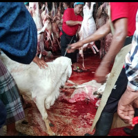 Ka.Kemenag MM: Jamaah Haji Kloter 9 Padang Bengkulu Qurban 22 Ekor Kambing