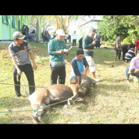 Rayakan Idul Adha, Kemenag Kaur Kurban 5 Ekor Sapi dan 1 ekor kambing