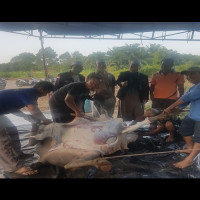 Ka. Kemenag MM Ajak Umat Islam Mengamlakan nilai-nilai Ibadah Qurban