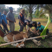 Kemenag MM Korban 1 Ekor Sapi