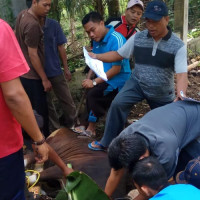 Maknai Idul Adha 1440 H, Kemenag  BU Qurban 8 Ekor Sapi