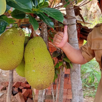 Bekali Ekonomi, Ka. KUA Pondok Kelapa Ajak Pasutri Berkebun