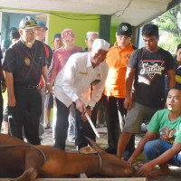 Kanwil Kemenag Kurban 20 Ekor Sapi, H. Bustasar : Pembagian Langsung Diantar Ke Rumah