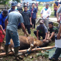 Kurban 12 Ekor Sapi, Kakan Kemeng BU: Alhamdulilah Berlangsung Lancar