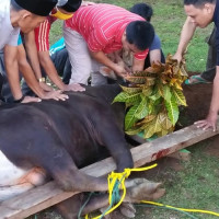 MAN 1 Bengkulu Utara, Kurban 3 Ekor sapi