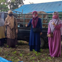 Empat Ekor Sapi Kurban Disembelih Di MIN 2 Bengkulu Selatan