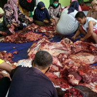 Kurban 4 Ekor Sapi, MAN 1 Bengkulu Bagikan 200 Kupon Daging Kurban