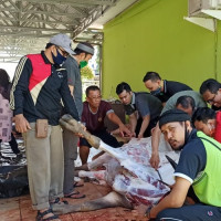 Kemenag Kota Bengkulu Laksanakan Penyembelihan Hewan Kurban di Tiga Lokasi