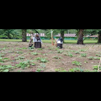 Manfaatkan Lahan, MTs N 2 Berkebun Sayur