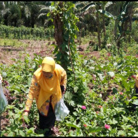 Produktif di Masa Pandemi, MTsN 2 Benteng Panen Sayur