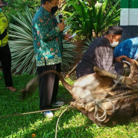 Laksanakan Prokes Ketat, Kemenag Kaur Potong Hewan Potong Kurban  di 5 Titik