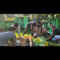 MTsN 1 Seluma Gelar Pemotongan Hewan Qurban di Sekolah