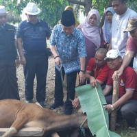 Kakanwil Sebut, Jumlah Hewan Qurban Tahun Ini  Tembus  9.823 Ekor