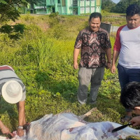 MAN Insan Cendekia Benteng Gelar Pemotongan Hewan Kurban