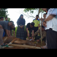 Pasca Idul Adha 1443H/2022M, Kemenag Benteng Gelar Penyembelihan Hewan Qurban